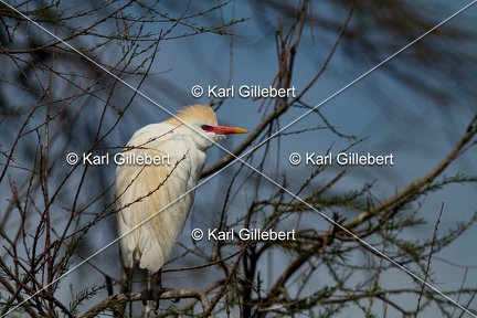 Karl-Gillebert-Heron-garde-boeufs-Bubulcus-ibis-2264