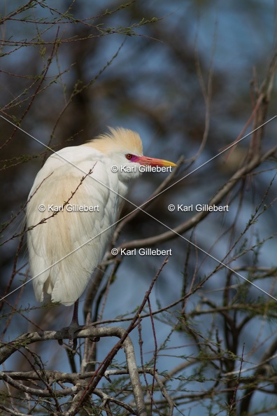 Karl-Gillebert-Heron-garde-boeufs-Bubulcus-ibis-2268.jpg