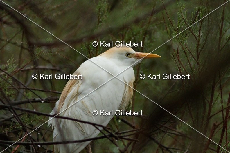 Karl-Gillebert-Heron-garde-boeufs-Bubulcus-ibis-3230.jpg