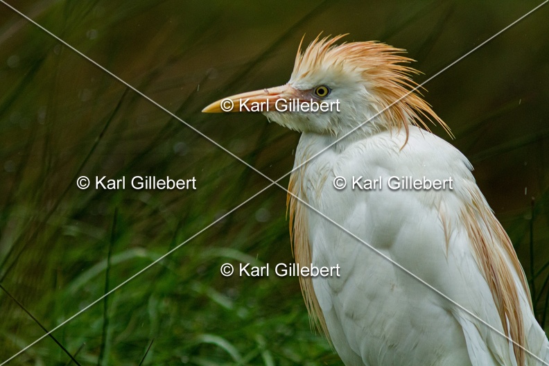Karl-Gillebert-Heron-garde-boeufs-Bubulcus-ibis-3249.jpg