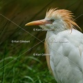 Karl-Gillebert-Heron-garde-boeufs-Bubulcus-ibis-3249