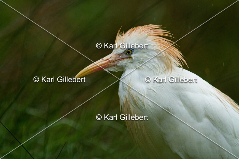 Karl-Gillebert-Heron-garde-boeufs-Bubulcus-ibis-3268.jpg