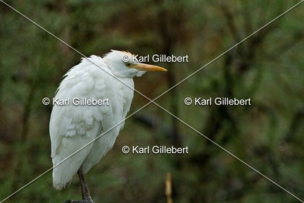 Karl-Gillebert-Heron-garde-boeufs-Bubulcus-ibis-3369