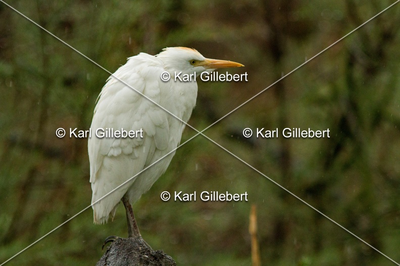 Karl-Gillebert-Heron-garde-boeufs-Bubulcus-ibis-3376.jpg