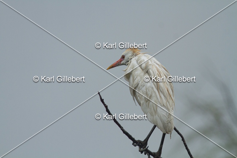 Karl-Gillebert-Heron-garde-boeufs-Bubulcus-ibis-3541.jpg