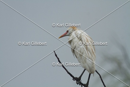 Karl-Gillebert-Heron-garde-boeufs-Bubulcus-ibis-3541