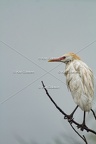Karl-Gillebert-Heron-garde-boeufs-Bubulcus-ibis-3547