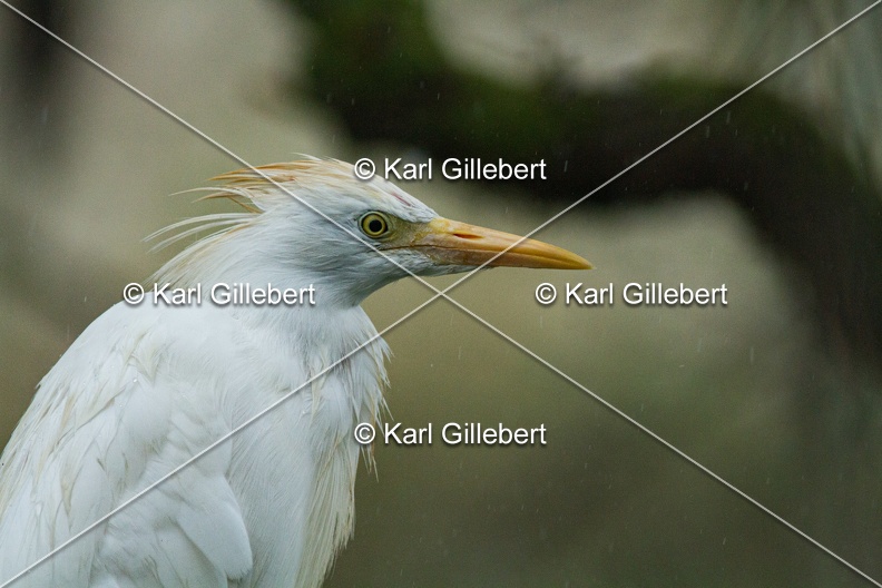 Karl-Gillebert-Heron-garde-boeufs-Bubulcus-ibis-3576.jpg