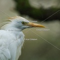 Karl-Gillebert-Heron-garde-boeufs-Bubulcus-ibis-3576