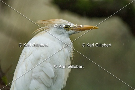 Karl-Gillebert-Heron-garde-boeufs-Bubulcus-ibis-3584