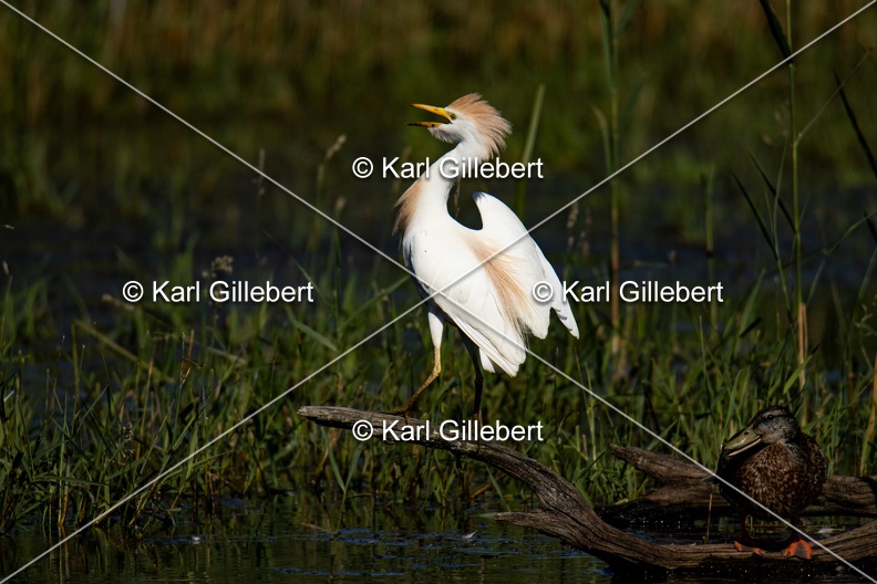 Karl-Gillebert-Heron-garde-boeufs-Bubulcus-ibis-5598.jpg