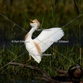 Karl-Gillebert-Heron-garde-boeufs-Bubulcus-ibis-5601