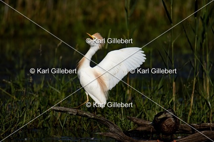 Karl-Gillebert-Heron-garde-boeufs-Bubulcus-ibis-5601