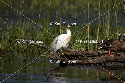 Karl-Gillebert-Heron-garde-boeufs-Bubulcus-ibis-5612