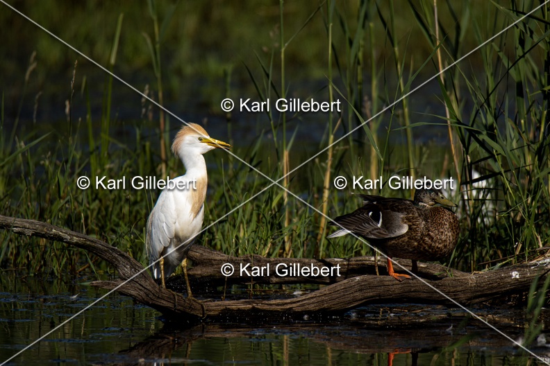 Karl-Gillebert-Heron-garde-boeufs-Bubulcus-ibis-5626.jpg