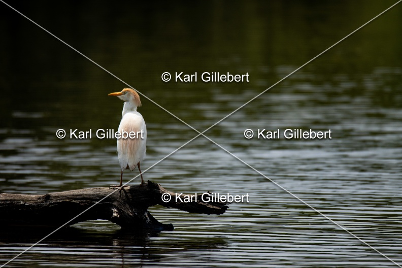 Karl-Gillebert-Heron-garde-boeufs-Bubulcus-ibis-6548.jpg