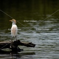 Karl-Gillebert-Heron-garde-boeufs-Bubulcus-ibis-6548
