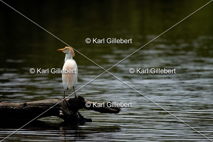 Karl-Gillebert-Heron-garde-boeufs-Bubulcus-ibis-6548