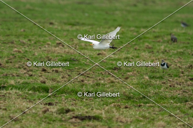 Karl-Gillebert-Heron-garde-boeufs-Bubulcus-ibis-7163.jpg