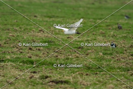 Karl-Gillebert-Heron-garde-boeufs-Bubulcus-ibis-7163