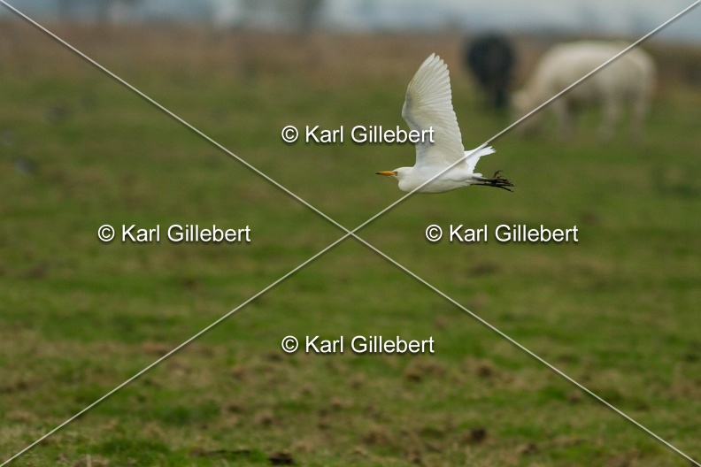 Karl-Gillebert-Heron-garde-boeufs-Bubulcus-ibis-7171