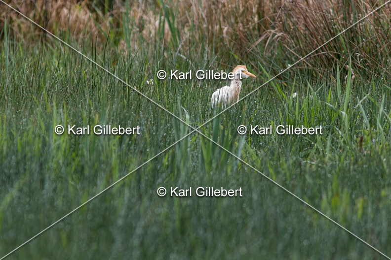 Karl-Gillebert-Heron-garde-boeufs-Bubulcus-ibis-7328.jpg
