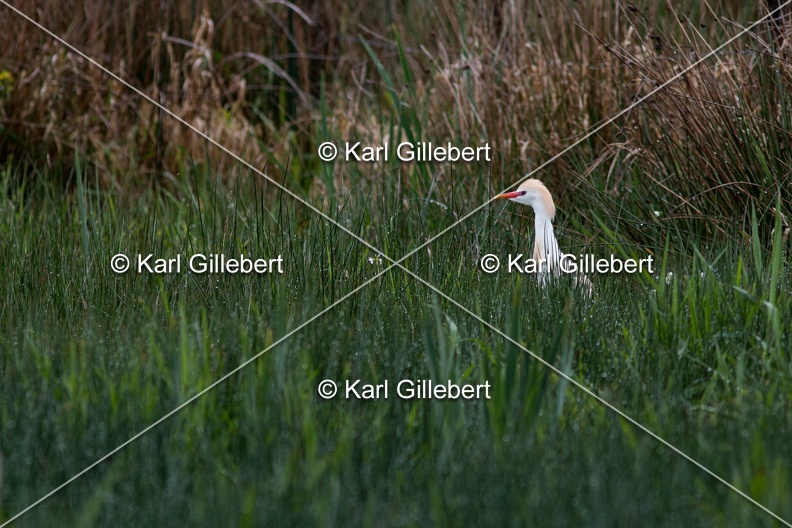 Karl-Gillebert-Heron-garde-boeufs-Bubulcus-ibis-7334.jpg
