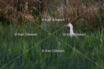 Karl-Gillebert-Heron-garde-boeufs-Bubulcus-ibis-7334