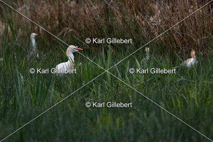 Karl-Gillebert-Heron-garde-boeufs-Bubulcus-ibis-7343