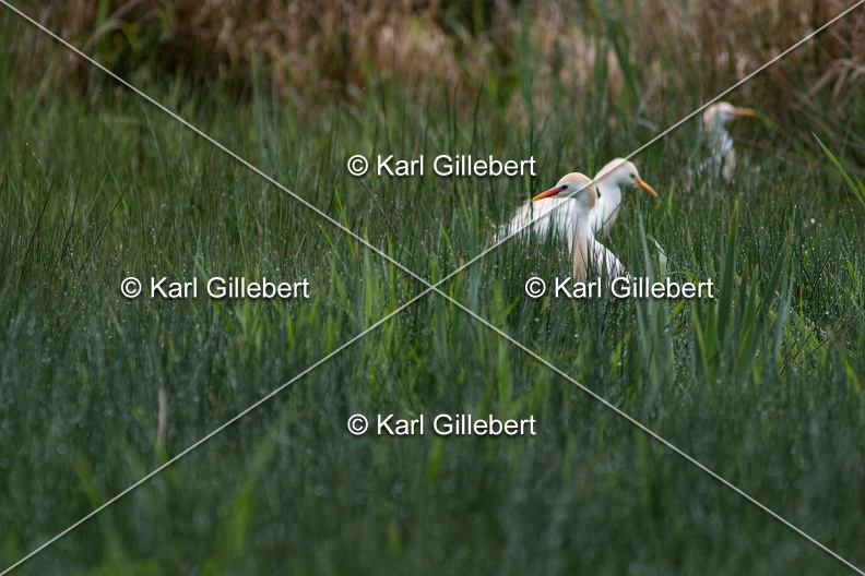 Karl-Gillebert-Heron-garde-boeufs-Bubulcus-ibis-7352.jpg
