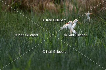 Karl-Gillebert-Heron-garde-boeufs-Bubulcus-ibis-7352