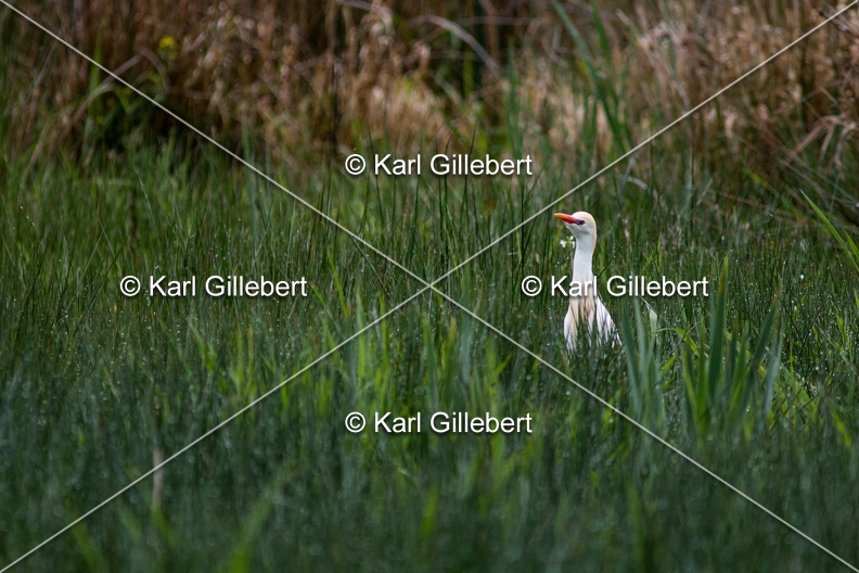 Karl-Gillebert-Heron-garde-boeufs-Bubulcus-ibis-7356.jpg