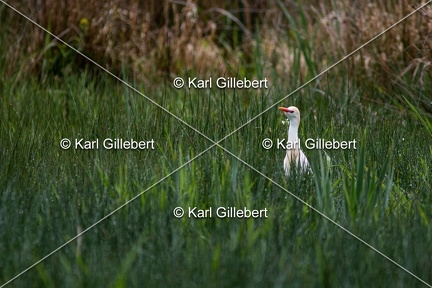 Karl-Gillebert-Heron-garde-boeufs-Bubulcus-ibis-7356
