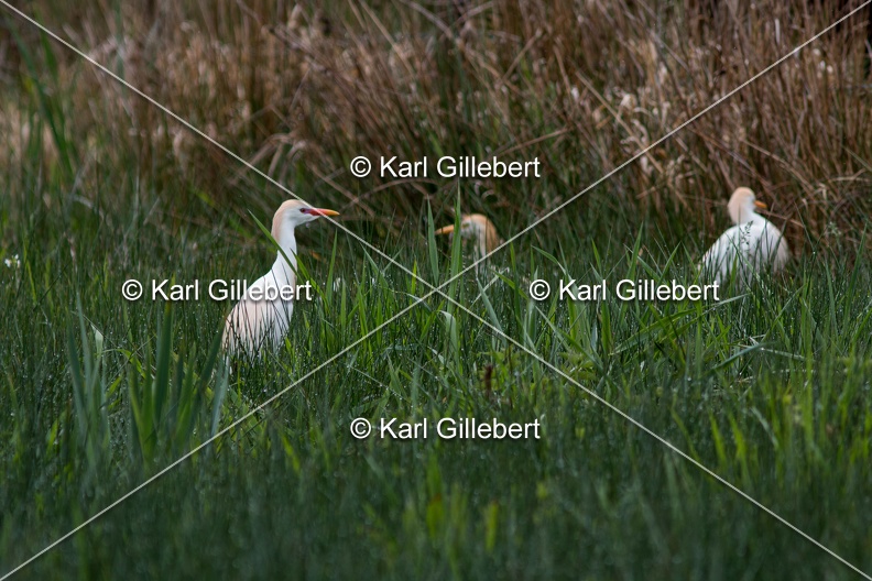 Karl-Gillebert-Heron-garde-boeufs-Bubulcus-ibis-7362.jpg