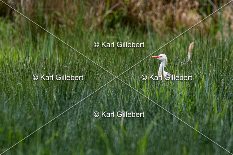 Karl-Gillebert-Heron-garde-boeufs-Bubulcus-ibis-7366.jpg