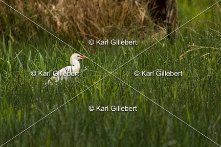 Karl-Gillebert-Heron-garde-boeufs-Bubulcus-ibis-7375