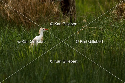 Karl-Gillebert-Heron-garde-boeufs-Bubulcus-ibis-7379