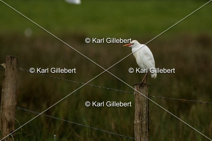 Karl-Gillebert-Heron-garde-boeufs-Bubulcus-ibis-7402
