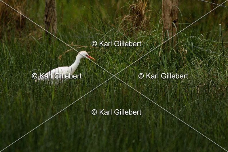 Karl-Gillebert-Heron-garde-boeufs-Bubulcus-ibis-7681.jpg