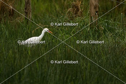 Karl-Gillebert-Heron-garde-boeufs-Bubulcus-ibis-7681