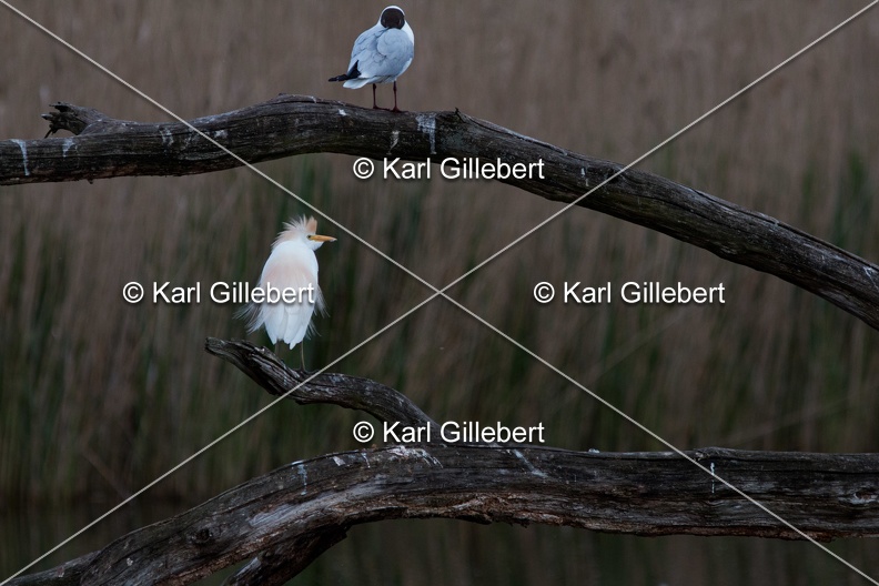 Karl-Gillebert-Heron-garde-boeufs-Bubulcus-ibis-9731.jpg