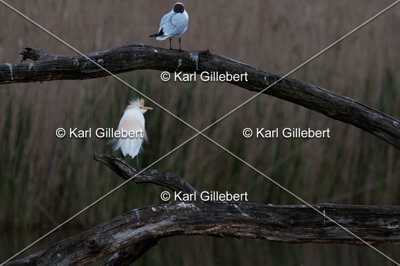 Karl-Gillebert-Heron-garde-boeufs-Bubulcus-ibis-9731