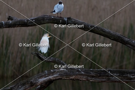Karl-Gillebert-Heron-garde-boeufs-Bubulcus-ibis-9731