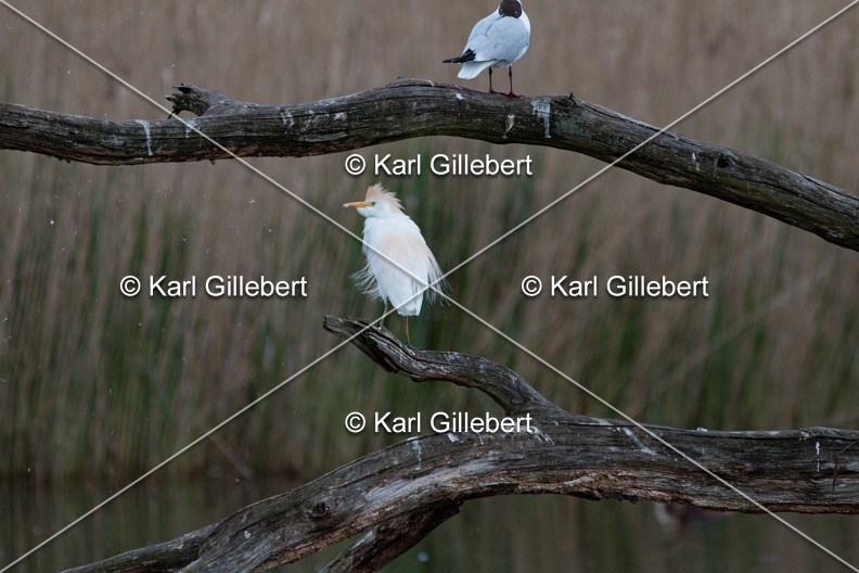Karl-Gillebert-Heron-garde-boeufs-Bubulcus-ibis-9744.jpg