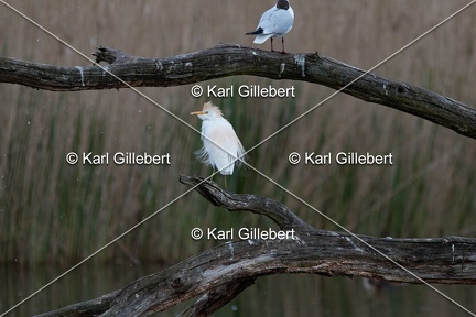 Karl-Gillebert-Heron-garde-boeufs-Bubulcus-ibis-9744
