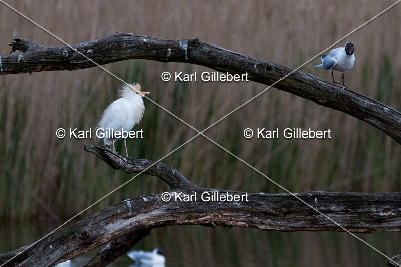 Karl-Gillebert-Heron-garde-boeufs-Bubulcus-ibis-9755.jpg