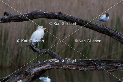Karl-Gillebert-Heron-garde-boeufs-Bubulcus-ibis-9755