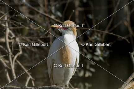 Karl-Gillebert-Heron-garde-boeufs-Bubulcus-ibis-1740