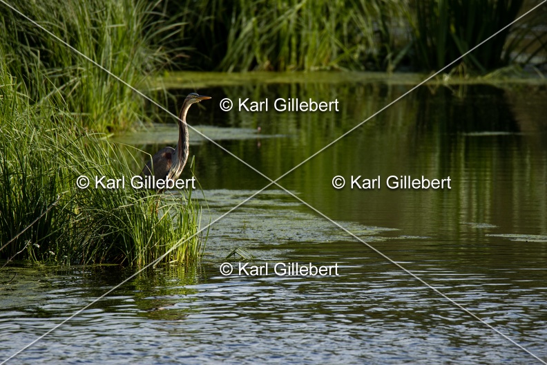 Karl-Gillebert-Heron-pourpre-Ardea-purpurea-3869.jpg