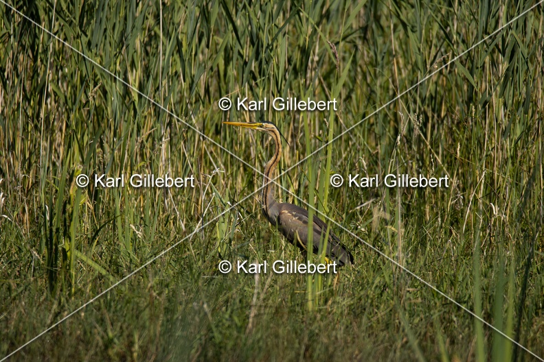 Karl-Gillebert-Heron-pourpre-Ardea-purpurea-5516.jpg